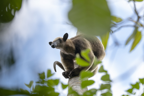 Southern Tamandua