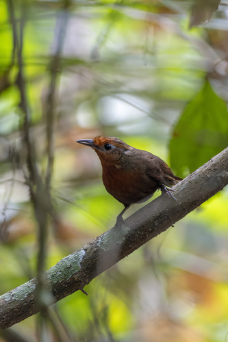 Musician Wren (Cyphorhinus arada), photo 6