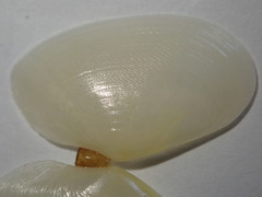 Ameritella agilis