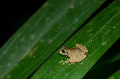 Pristimantis ockendeni