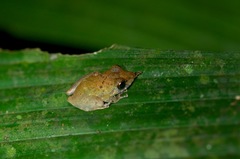 Pristimantis luscombei