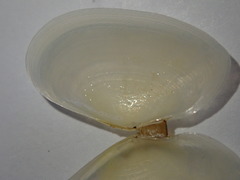 Ameritella agilis
