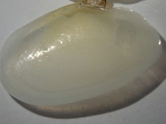 Ameritella agilis