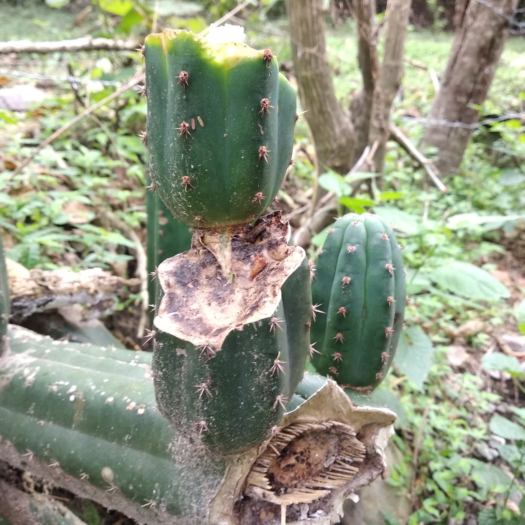 Echinopsis image