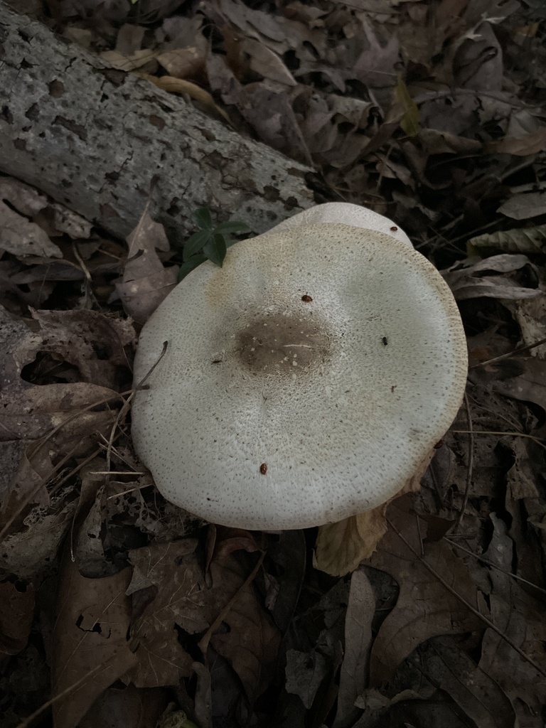 inky-mushroom-from-4-mile-rd-ne-grand-rapids-mi-us-on-august-23