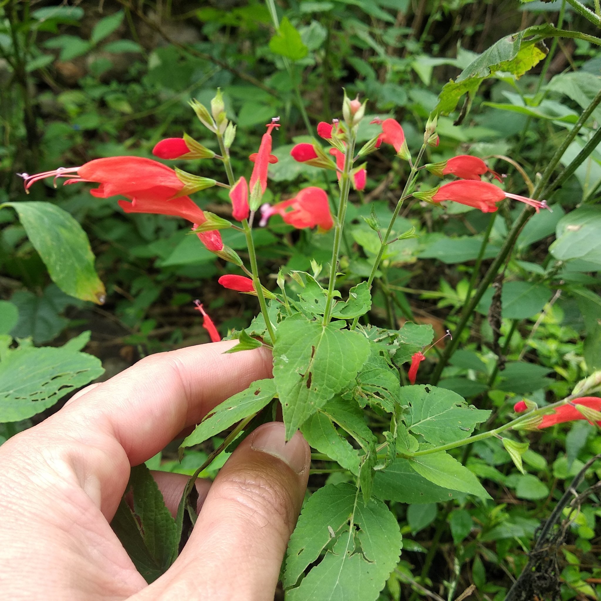 Salvia alborosea image