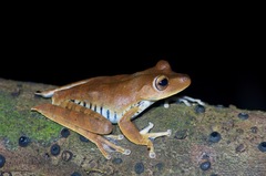 Boana calcarata