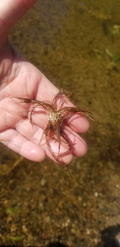 Tuckerman's quillwort (Isoetes tuckermanii)