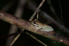 Osteocephalus deridens