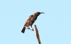 Cinnyris fuscus fuscus