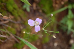 Ennealophus euryandrus euryandrus