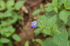 Salvia rypara