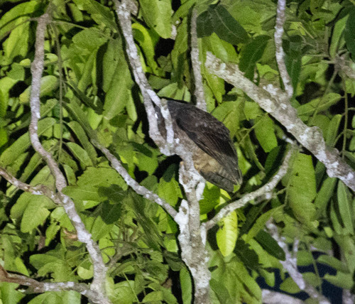 Halmahera Boobook (Ninox hypogramma), photo 2