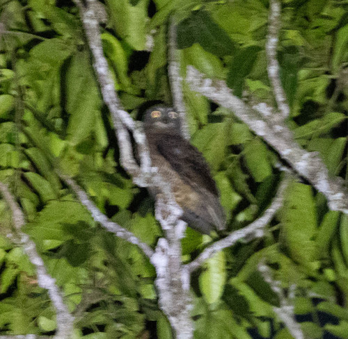 Halmahera Boobook (Ninox hypogramma), photo 3