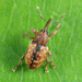 Dodder Gall Weevil - Photo (c) Tom Murray, some rights reserved (CC BY-NC), uploaded by Tom Murray