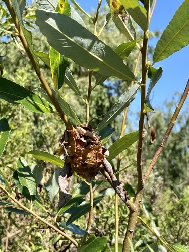 iNaturalist observation photo of Willow Gall Midges