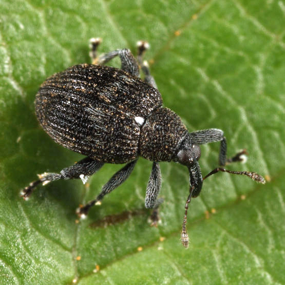 Tachyerges niger