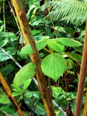 Cyrtandra platyphylla