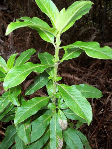 Coprosma ochracea