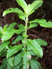 Coprosma ochracea