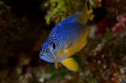 Yellowbelly hamlet (Hypoplectrus aberrans) — Serranidae — 2