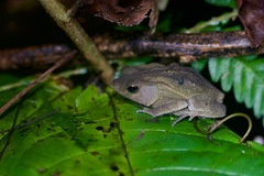 Rhinella margaritifera
