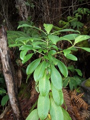 Coprosma ochracea