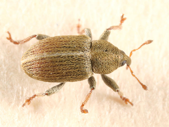 Sweet Clover Weevil