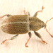Sweet Clover Weevil - Photo (c) Tom Murray, some rights reserved (CC BY-NC), uploaded by Tom Murray