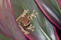 Osteocephalus yasuni