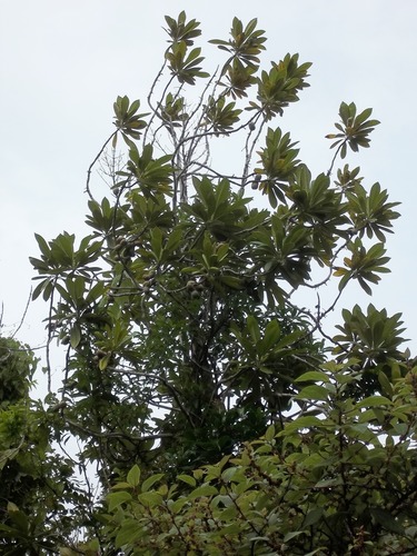 Pittosporum hosmeri