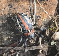 Alpaida versicolor