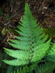 Microlepia strigosa