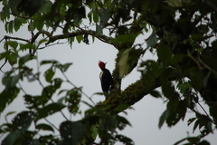 Campephilus leucopogon