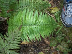 Dryopteris fuscoatra