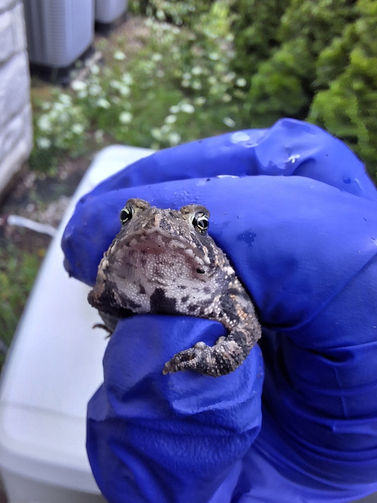 American Toad from Hinsdale on August 23, 2023 at 12:03 PM by Kyle ...