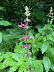 Stachys chamissonis cooleyae