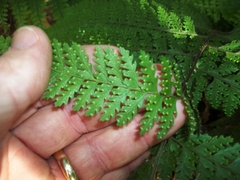 Microlepia strigosa