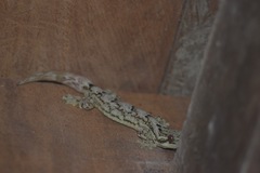 Thecadactylus solimoensis
