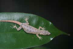 Gonatodes humeralis
