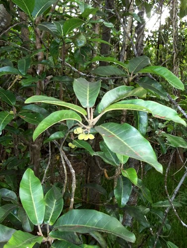 Melicope hawaiensis
