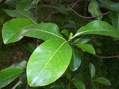 Psychotria hawaiiensis