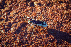 Rivacindela