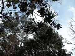 Myrsine lessertiana