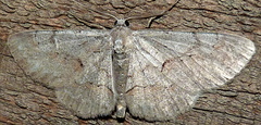 Iridopsis vellivolata