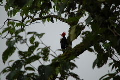 Campephilus leucopogon