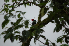 Campephilus leucopogon