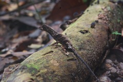 Anolis bombiceps