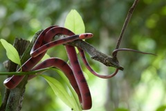 Siphlophis compressus