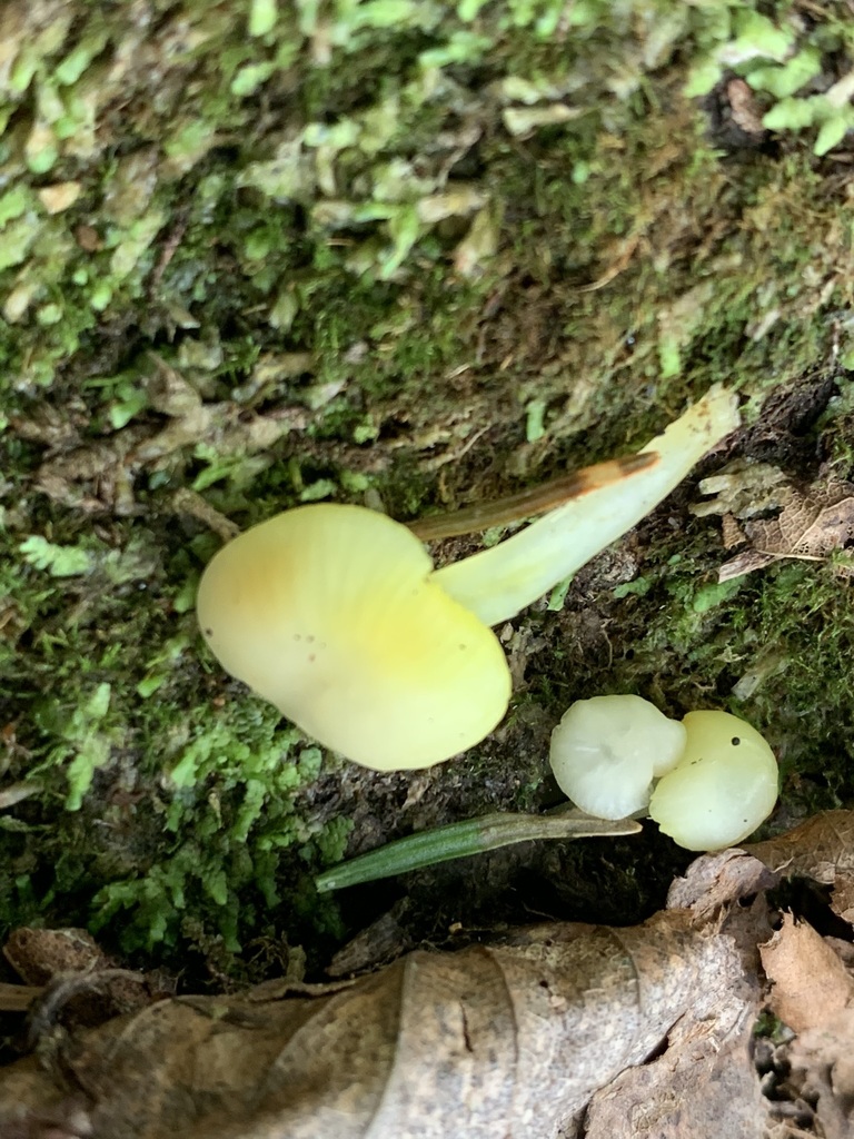 Phloeomana sp. 'PEI01'